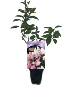 Hortensja bukietowa 'Pink Lady' poj, 2L - obrazek 4