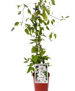 Clematis 'Maria Kaczyńska' poj. 4L - obrazek 4