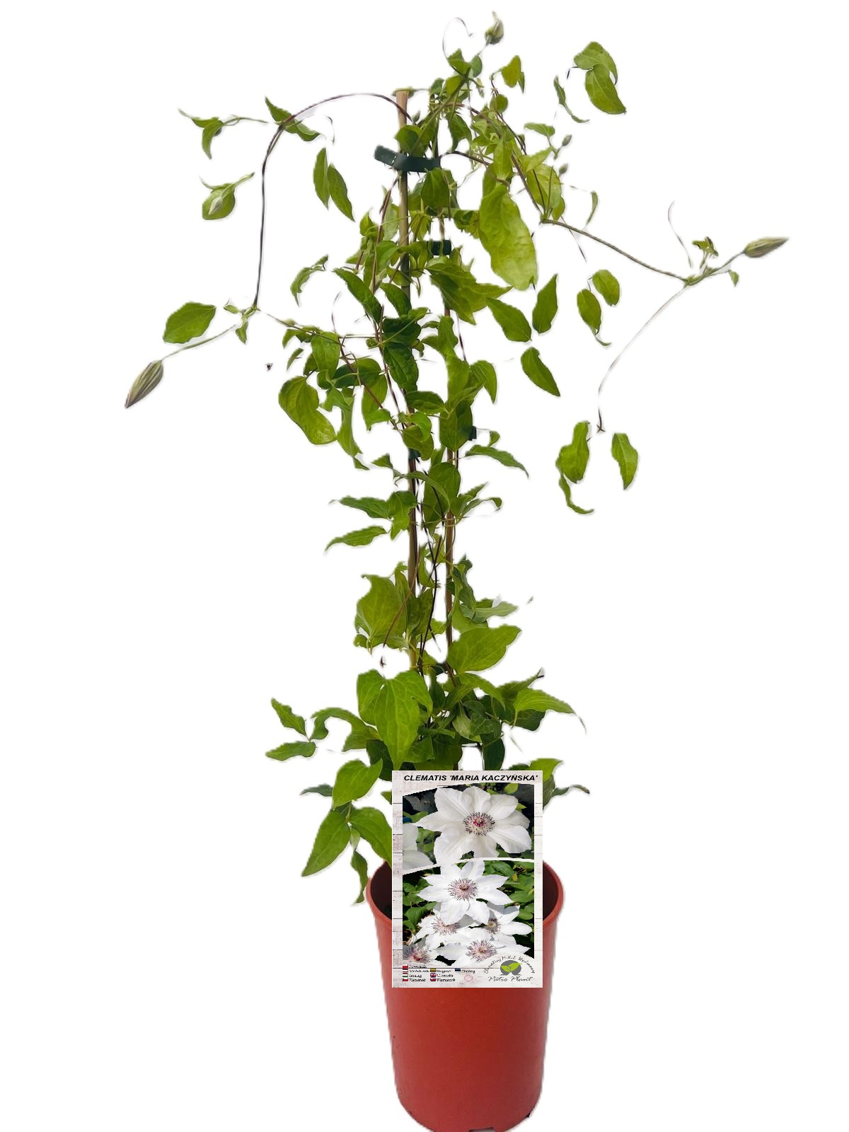 Clematis 'Maria Kaczyńska' poj. 4L - obrazek 4