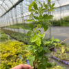Clematis Mary Rose P9/C1
