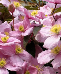 Clematis górski Montana ‘Tetrarose’ poj. P9/C1 - obrazek 3