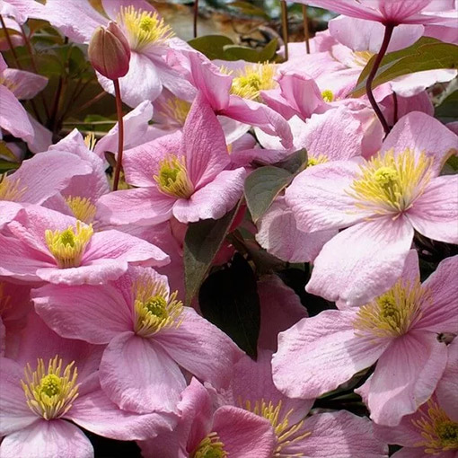Clematis górski Montana ‘Tetrarose’ poj. P9/C1 - obrazek 3