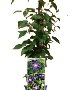 Clematis Hakuookan (wielkokwiatowy) P9/C1 - obrazek 4