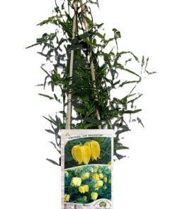 Clematis botaniczny 'Bill Mackenzie' poj, 4L - obrazek 5