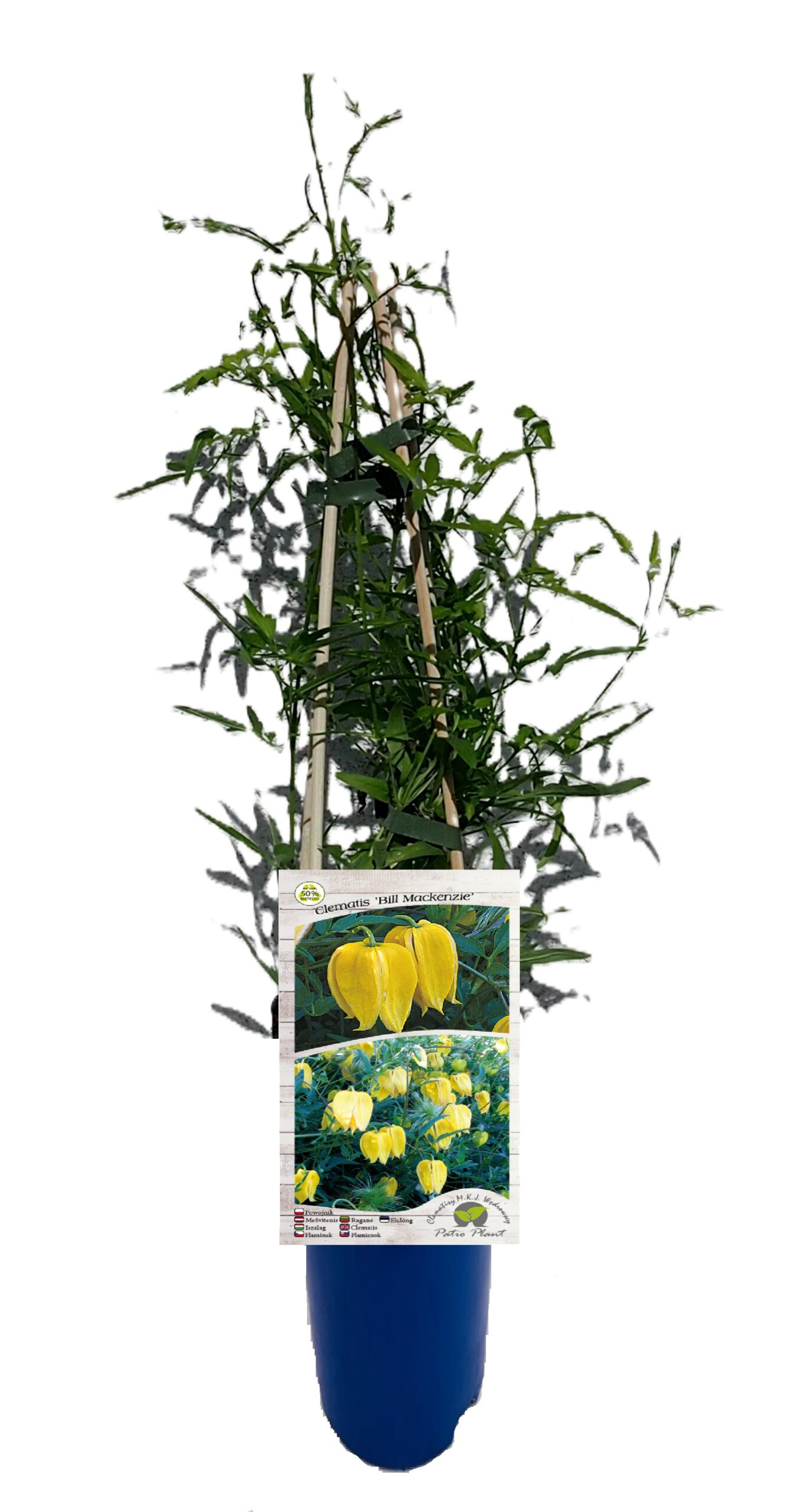 Clematis botaniczny 'Bill Mackenzie' poj, 4L - obrazek 5