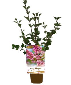Lilak Syringa Reflexa P9/C1 - obrazek 3