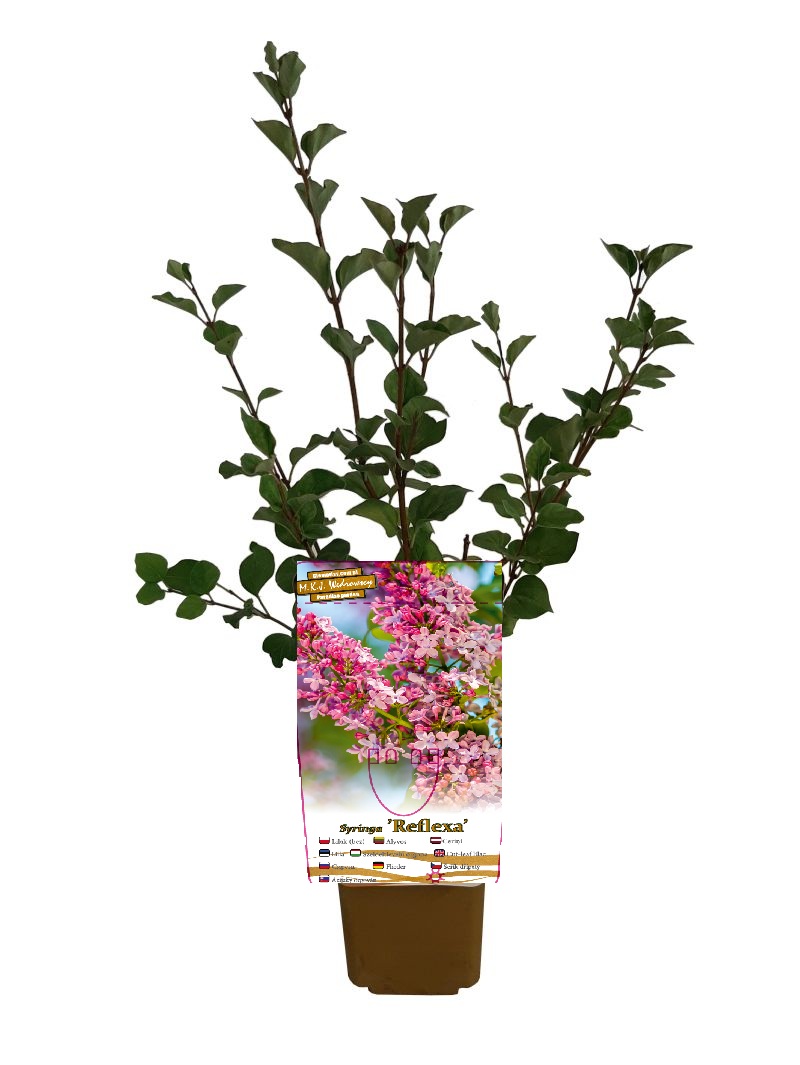 Lilak Syringa Reflexa P9/C1 - obrazek 3