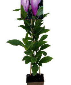 Magnolia 'Galaxy' P9/C1 - obrazek 4