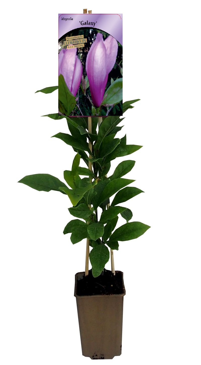 Magnolia 'Galaxy' P9/C1 - obrazek 4