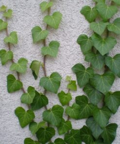 Bluszcz Irlandzki poj, 4L - obrazek 4