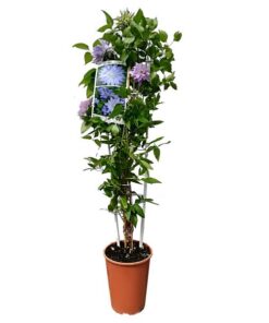 Alternative view of Clematis Teshio (wielkokwiatowy) PEŁNY poj. 4L