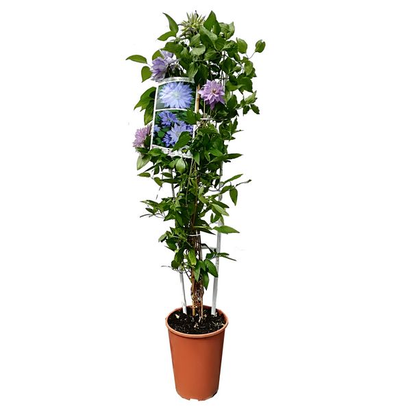 Clematis Teshio (wielkokwiatowy) PEŁNY poj. 4L - obrazek 2