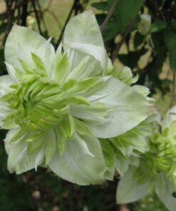 Alternative view of Clematis Alba Plena Pełny-Półpełny P9/C1