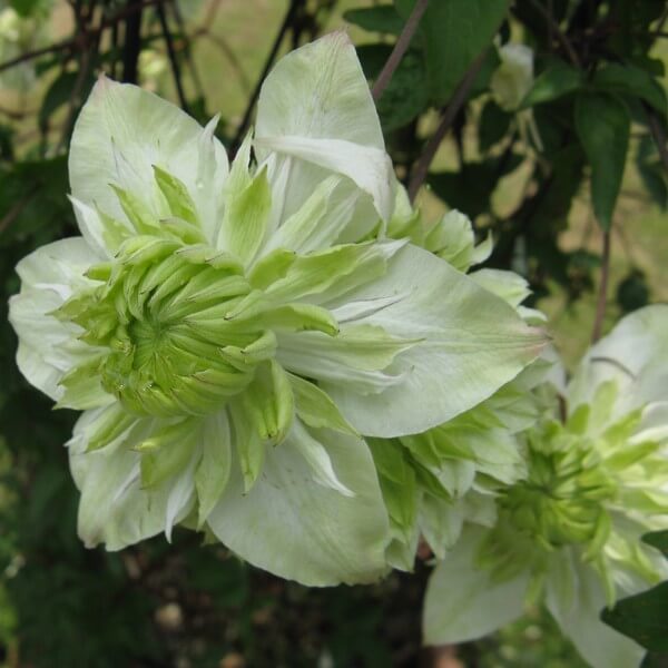Clematis Alba Plena Pełny-Półpełny P9/C1 - obrazek 2
