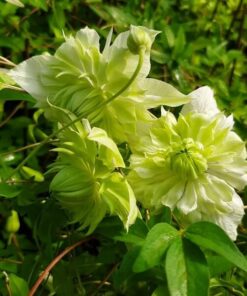 Clematis Alba Plena Pełny-Półpełny P9/C1 - obrazek 3
