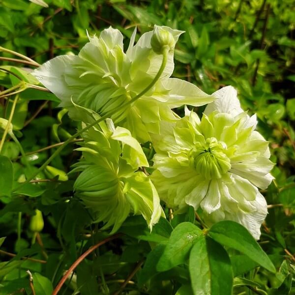 Clematis Alba Plena Pełny-Półpełny P9/C1 - obrazek 3