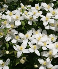 Alternative view of Clematis Alba poj. 2L