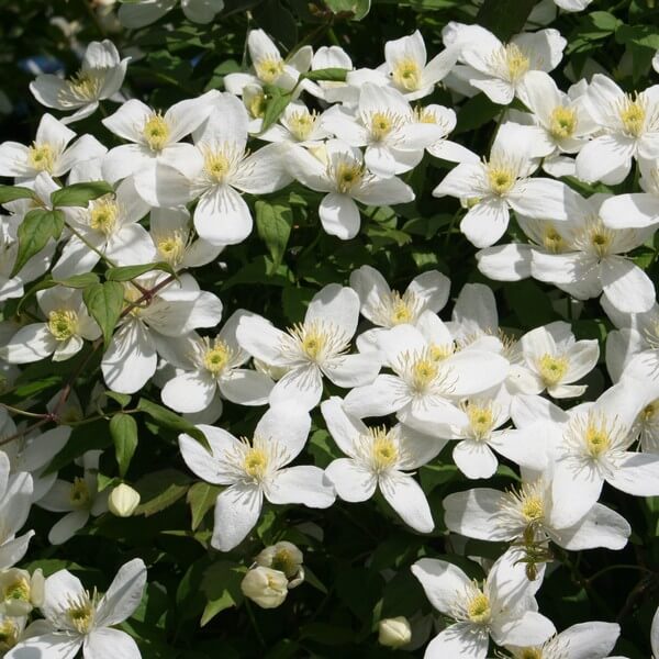 Clematis Alba poj. 2L - obrazek 2