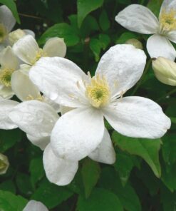 Clematis Alba poj. 2L