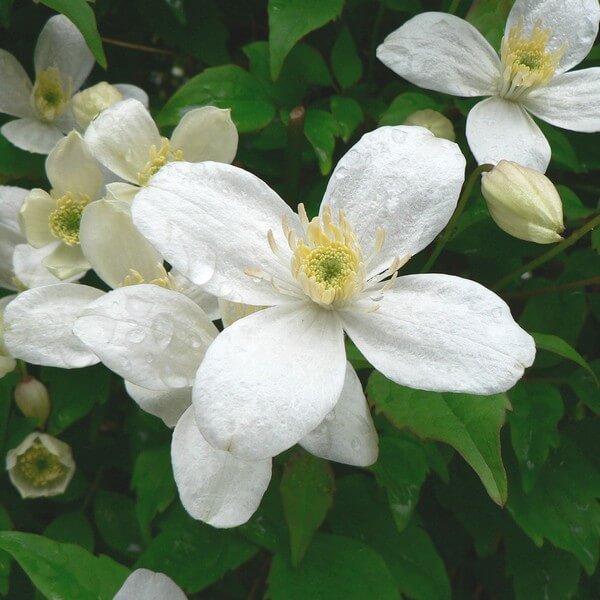 Clematis Alba poj. 2L