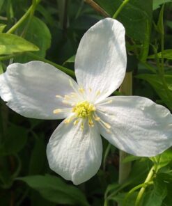 Clematis Alba poj. 2L - obrazek 3