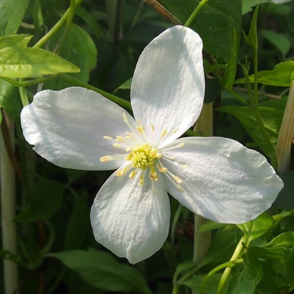 Clematis Alba poj. 2L - obrazek 3