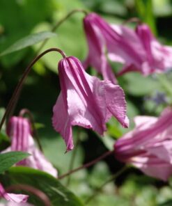 Clematis Alionushka P9/C1