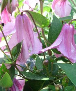 Clematis Alionushka poj, 4l - obrazek 4