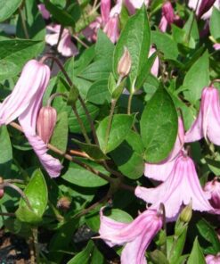 Clematis Alionushka poj, 4l - obrazek 2