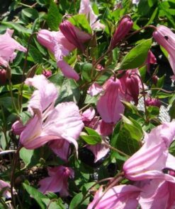 Clematis Alionushka poj, 4l - obrazek 3