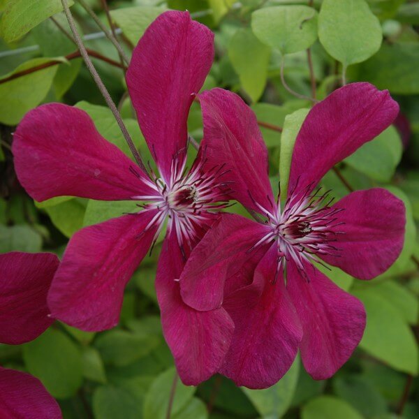 Clematis Allanah (wielkokwiatowy) poj. 2L - obrazek 4