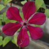 Clematis Allanah (wielkokwiatowy) poj. 2L