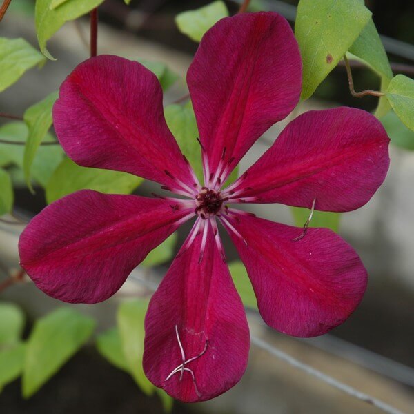 Clematis Allanah (wielkokwiatowy) poj. 2L