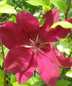 Clematis Allanah (wielkokwiatowy) poj. 2L - obrazek 3