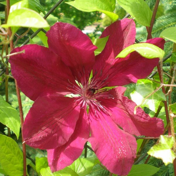 Clematis Allanah (wielkokwiatowy) poj. 2L - obrazek 3