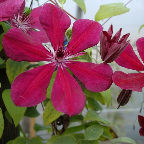 Clematis Allanah (wielkokwiatowy) poj. 2L - obrazek 2