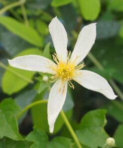 Clematis Anita (botaniczny) poj, 2l