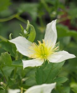 Clematis Anita (botaniczny) P9/C1