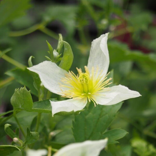 Clematis Anita (botaniczny) poj, 2l - obrazek 3