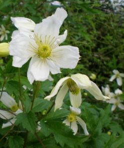 Clematis Anita (botaniczny) P9/C1 - obrazek 4