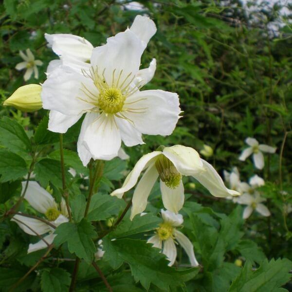 Clematis Anita (botaniczny) poj, 2l - obrazek 4