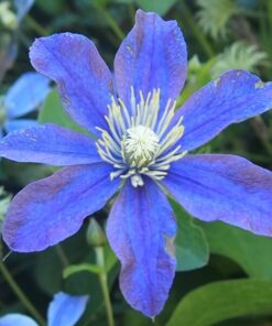 Clematis Arabella (bylinowy) OKRYWOWY w poj. 2L - obrazek 4