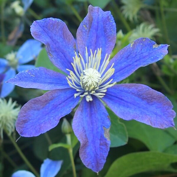 Clematis Arabella (bylinowy) OKRYWOWY w poj. 2L - obrazek 4