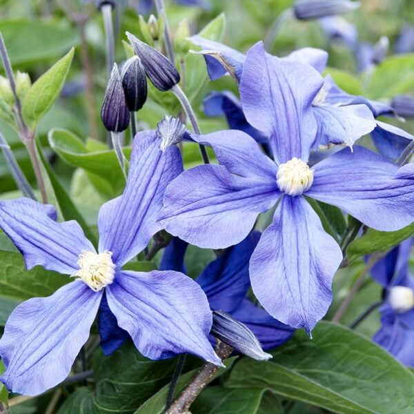 Clematis Arabella (bylinowy) OKRYWOWY w poj. 2L - obrazek 2