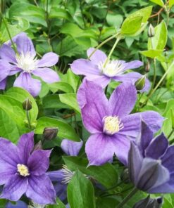 Clematis Arabella (bylinowy) OKRYWOWY w poj. 2L - obrazek 3