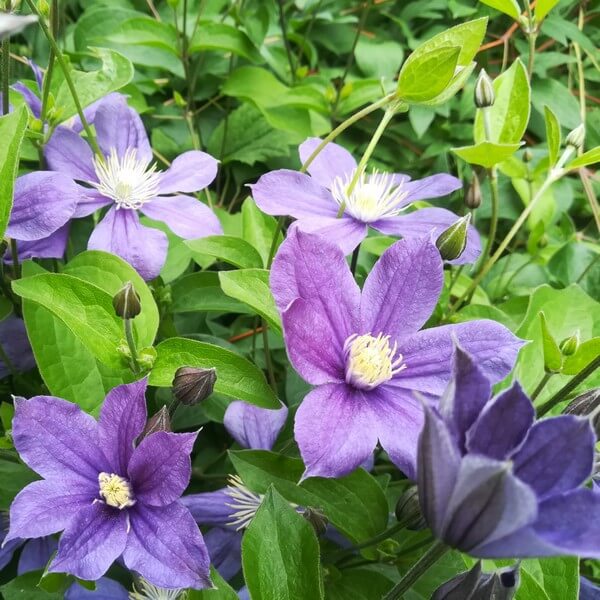 Clematis Arabella (bylinowy) OKRYWOWY w poj. 2L - obrazek 3