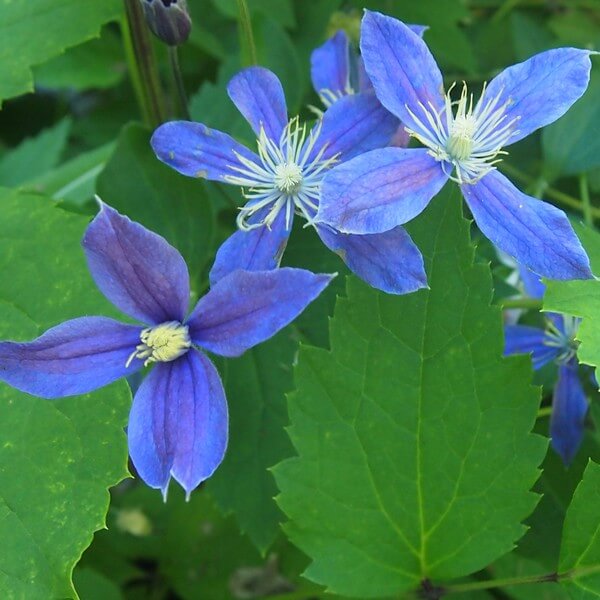 Clematis Arabella (bylinowy) OKRYWOWY w poj. 2L