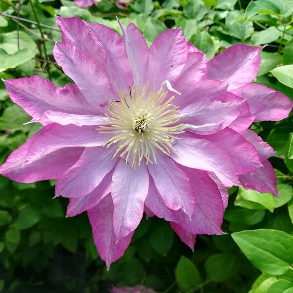 Clematis Asao (wielkokwiatowy) poj, 4l - obrazek 5