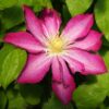 Clematis Asao (wielkokwiatowy) poj, 4l