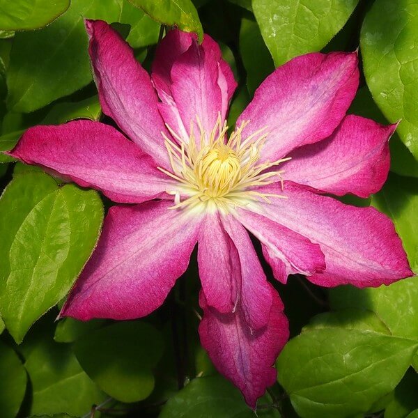 Clematis Asao (wielkokwiatowy) poj, 4l